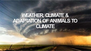 WEATHER, CLIMATE&
ADAPTATION OF ANIMALSTO
CLIMATE
1
 