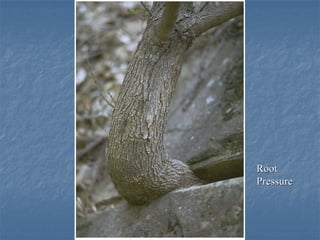Root
Pressure
 