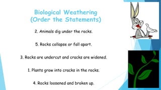 Biological Weathering
(Order the Statements)
2. Animals dig under the rocks.
5. Rocks collapse or fall apart.
3. Rocks are undercut and cracks are widened.
1. Plants grow into cracks in the rocks.
4. Rocks loosened and broken up.
 