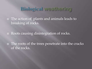  The action of plants and animals leads to
breaking of rocks.
 Roots causing disintegration of rocks.
 The roots of the trees penetrate into the cracks
of the rocks.
 