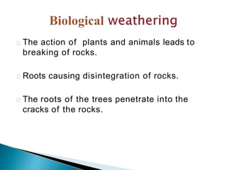 The action of plants and animals leads to
breaking of rocks.
Roots causing disintegration of rocks.
The roots of the trees penetrate into the
cracks of the rocks.