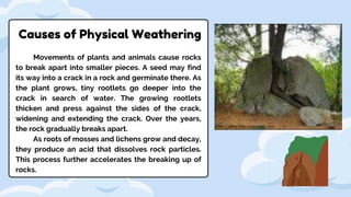 Causes of Physical Weathering
Movements of plants and animals cause rocks
to break apart into smaller pieces. A seed may find
its way into a crack in a rock and germinate there. As
the plant grows, tiny rootlets go deeper into the
crack in search of water. The growing rootlets
thicken and press against the sides of the crack,
widening and extending the crack. Over the years,
the rock gradually breaks apart.
As roots of mosses and lichens grow and decay,
they produce an acid that dissolves rock particles.
This process further accelerates the breaking up of
rocks.
 