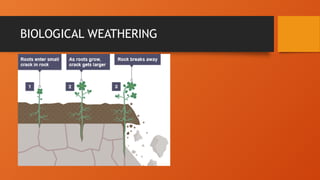 BIOLOGICAL WEATHERING
 