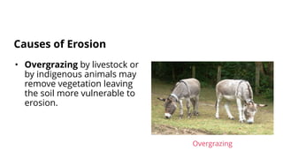 • Overgrazing by livestock or
by indigenous animals may
remove vegetation leaving
the soil more vulnerable to
erosion.
Causes of Erosion
Overgrazing
 