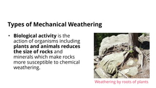 • Biological activity is the
action of organisms including
plants and animals reduces
the size of rocks and
minerals which make rocks
more susceptible to chemical
weathering.
Types of Mechanical Weathering
Weathering by roots of plants
 