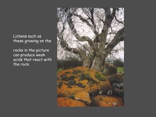 Lichens such as
these growing on the
rocks in the picture
can produce weak
acids that react with
the rock.
 
