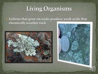 chemical weathering living organisms lichens