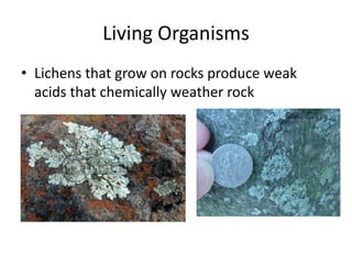 Living Organisms 
• Lichens that grow on rocks produce weak 
acids that chemically weather rock 
 