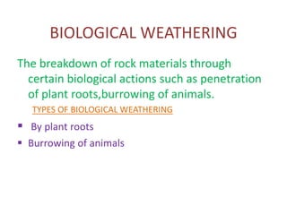 BIOLOGICAL WEATHERING 
The breakdown of rock materials through 
certain biological actions such as penetration 
of plant roots,burrowing of animals. 
TYPES OF BIOLOGICAL WEATHERING 
 By plant roots 
 Burrowing of animals 
 