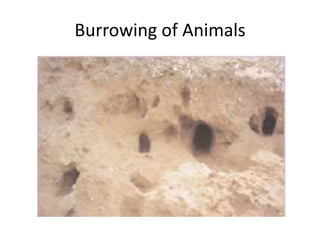 Burrowing of Animals 
