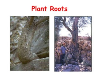 Plant Roots 
 