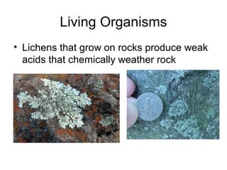 Living Organisms 
• Lichens that grow on rocks produce weak 
acids that chemically weather rock 
 