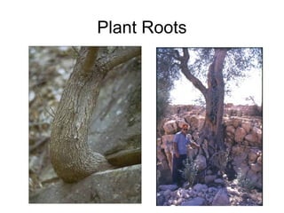Plant Roots
 