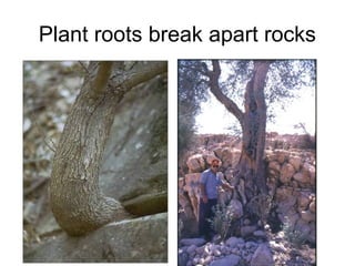 Weathering, Erosion and Deposition.(3rd/4th grade teach) | PPT