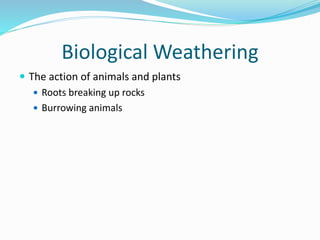 Biological Weathering
 The action of animals and plants
 Roots breaking up rocks
 Burrowing animals
 