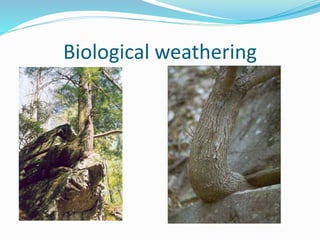 Biological weathering
 