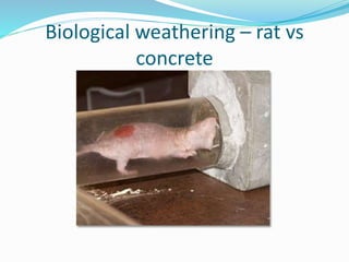 Biological weathering – rat vs
concrete
 