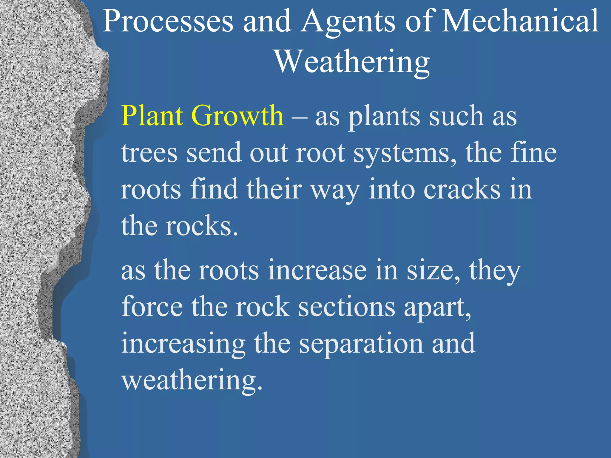 Processes and Agents of Mechanical
Weathering
Plant Growth – as plants such as
trees send out root systems, the fine
roots find their way into cracks in
the rocks.
as the roots increase in size, they
force the rock sections apart,
increasing the separation and
weathering.
 