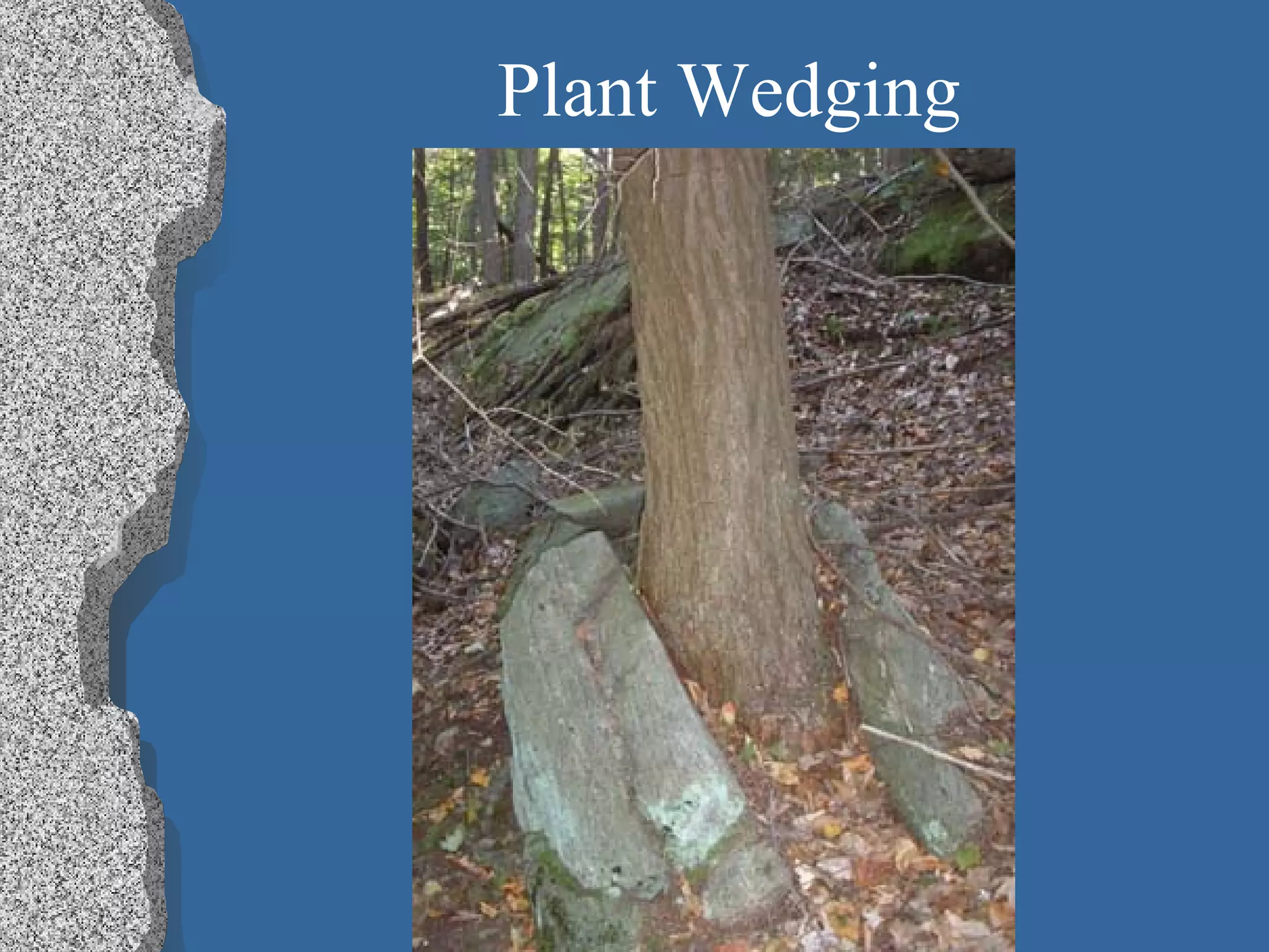 Plant Wedging
 