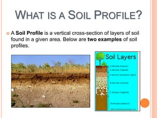 WHAT IS A SOIL PROFILE?
 A Soil Profile is a vertical cross-section of layers of soil
found in a given area. Below are two examples of soil
profiles.
 