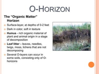 O-HORIZON
The “Organic Matter”
Horizon
 Surface-layer, at depths of 0-2 feet
 Dark in color, soft in texture
 Humus - rich organic material of
plant and animal origin in a stage
of decomposition
 Leaf litter – leaves, needles,
twigs, moss, lichens that are not
decomposing
 Several O-layers can occur in
some soils, consisting only of O-
horizons
 