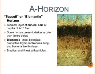 A-HORIZON
“Topsoil” or “Biomantle”
Horizon
 Topmost layer of mineral soil, at
depths of 2-10 feet
 Some humus present, darker in color
than layers below
 Biomantle - most biological
productive layer; earthworms, fungi,
and bacteria live this layer
 Smallest and finest soil particles
 