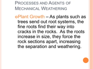 PROCESSES AND AGENTS OF
MECHANICAL WEATHERING
Plant Growth – As plants such as
trees send out root systems, the
fine roots find their way into
cracks in the rocks. As the roots
increase in size, they force the
rock sections apart, increasing
the separation and weathering.
 