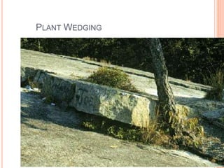 PLANT WEDGING
 