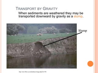 TRANSPORT BY GRAVITY
When sediments are weathered they may be
transported downward by gravity as a slump.
Slump
http://new.filter.ac.uk/database/image.php?id=594
 