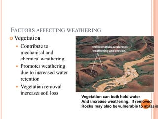 FACTORS AFFECTING WEATHERING
 Vegetation
 Contribute to
mechanical and
chemical weathering
 Promotes weathering
due to increased water
retention
 Vegetation removal
increases soil loss
Vegetation can both hold water
And increase weathering. If removed
Rocks may also be vulnerable to abrasion
 