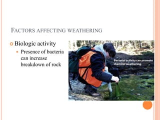 FACTORS AFFECTING WEATHERING
 Biologic activity
 Presence of bacteria
can increase
breakdown of rock
 