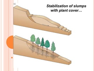 W. W. Norton
Stabilization of slumps
with plant cover…
 