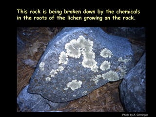 Photo by A. Criminger This rock is being broken down by the chemicals in the roots of the lichen growing on the rock. 