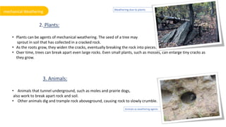 How Animas Break The Rocks Weathering and its agents | PPTX