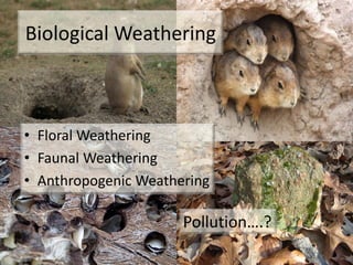 Biological Weathering
• Floral Weathering
• Faunal Weathering
• Anthropogenic Weathering
Pollution….?
 