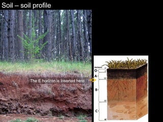 Soil – soil profile The E horizon is inserted here. 