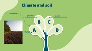 Climate and soil
A
B C
D
Soile type
pedalfer laterite
pedacol
 