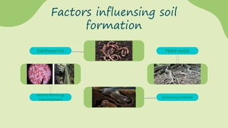 Factors influensing soil
formation
Plant roots
Earthworms
Bactria and fungi
(decomposers
Burrowing animals
 
