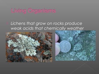  Lichens that grow on rocks produce 
weak acids that chemically weather 
rock 
 