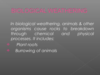 In biological weathering, animals & other 
organisms cause rocks to breakdown 
through chemical and physical 
processes. It includes: 
 Plant roots 
 Burrowing of animals 
 