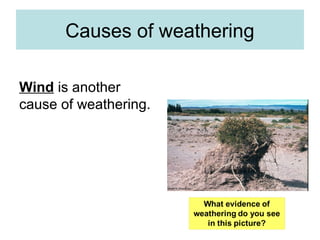 Causes of weathering
Wind is another
cause of weathering.
 