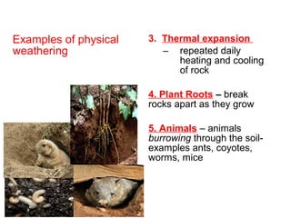 Examples of physical
weathering
3. Thermal expansion
– repeated daily
heating and cooling
of rock
4. Plant Roots – break
rocks apart as they grow
5. Animals – animals
burrowing through the soil-
examples ants, coyotes,
worms, mice
 