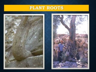 PLANT ROOTS
 
