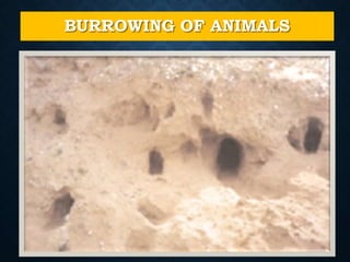 BURROWING OF ANIMALS
 