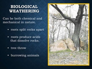 BIOLOGICAL
WEATHERING
Can be both chemical and
mechanical in nature.
• roots split rocks apart
• roots produce acids
that dissolve rocks.
• tree throw
• burrowing animals
 