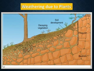 Weathering due to Plants
 