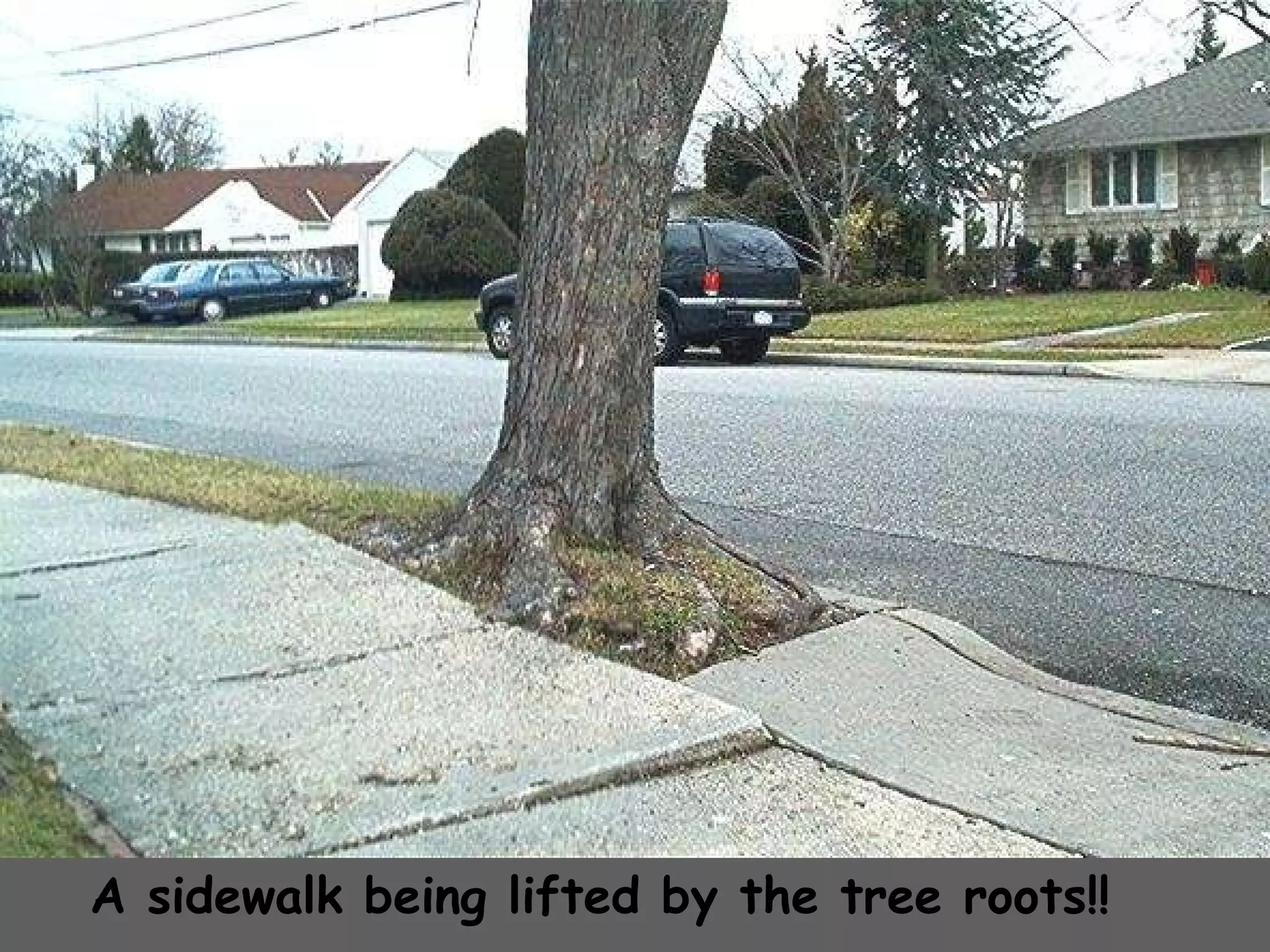 A sidewalk being lifted by the tree roots!! 