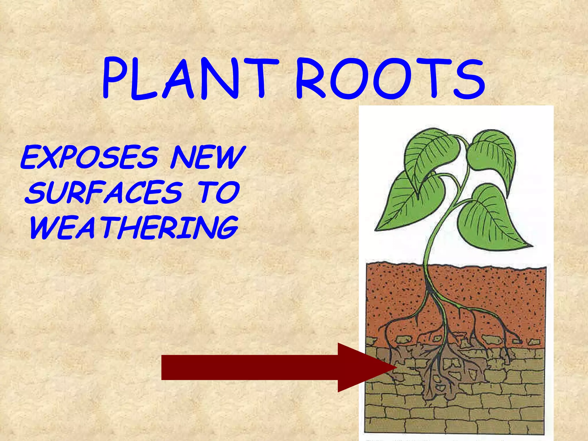 PLANT ROOTS EXPOSES NEW SURFACES TO WEATHERING 