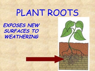 PLANT ROOTS EXPOSES NEW SURFACES TO WEATHERING 
