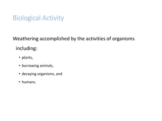 Biological Activity
Weathering accomplished by the activities of organisms
including:
• plants,
• burrowing animals,
• decaying organisms, and
• humans.
 